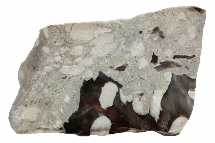 Petrified Peanut Wood Slab - Australia #239843